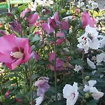 Gæstehus & Cafe Meine Sonne Sole Mio