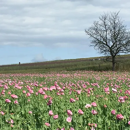 & Cafe Meine Sonne Sole Mio 4* Bad Sooden-Allendorf