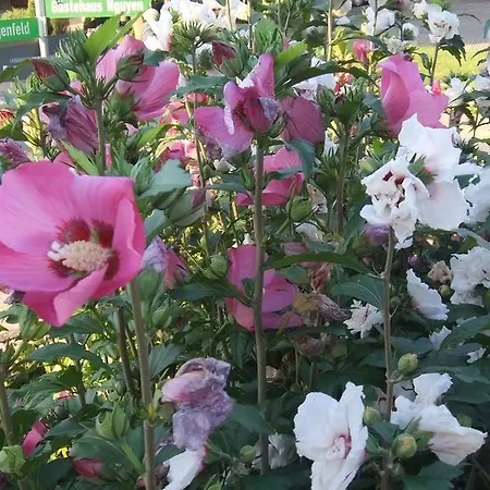 Pensjonat & Cafe Meine Sonne Sole Mio