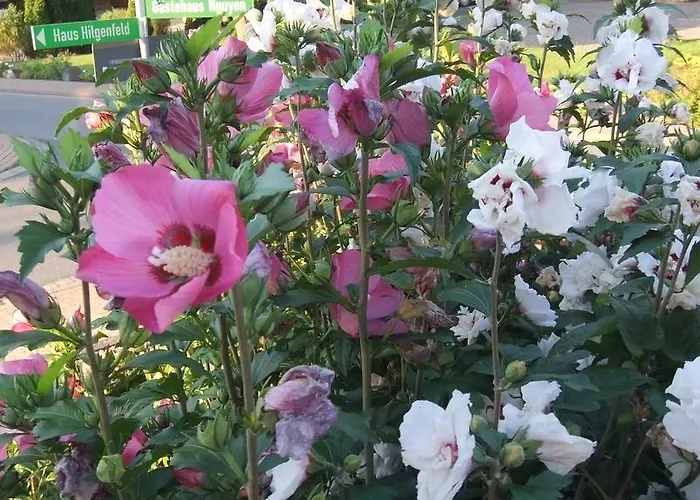 Vendégház & Cafe Meine Sonne Sole Mio